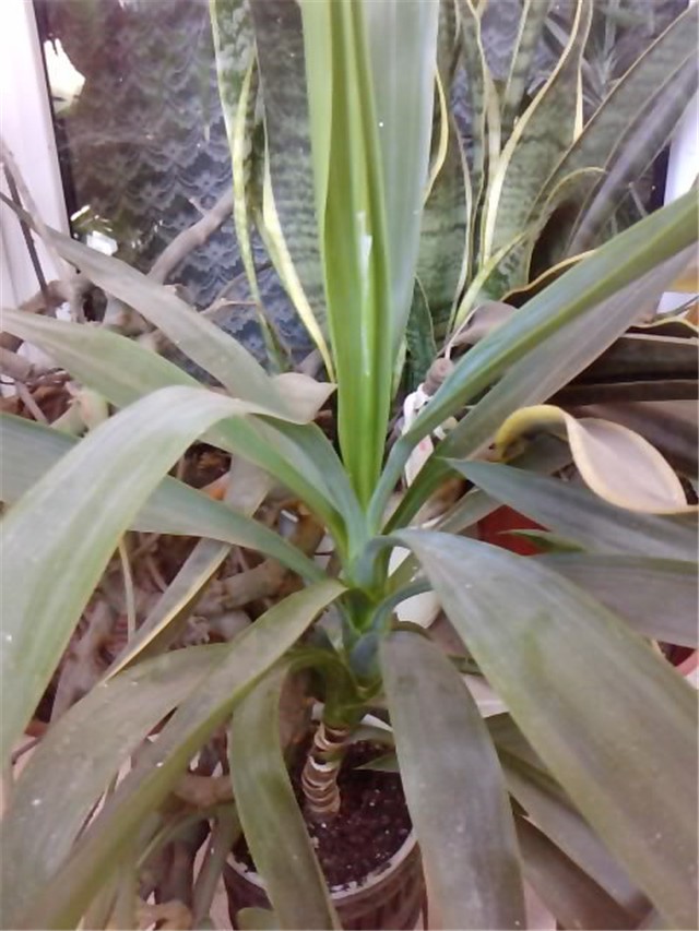 Yucca